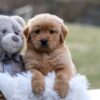 Image of Esme, a Golden Retriever puppy
