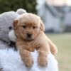Image of Esme, a Golden Retriever puppy