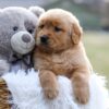 Image of Esme, a Golden Retriever puppy