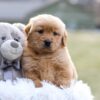 Image of Esme, a Golden Retriever puppy