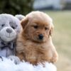 Image of Esme, a Golden Retriever puppy
