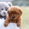 Image of Evvie, a Golden Retriever puppy