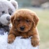 Image of Evvie, a Golden Retriever puppy