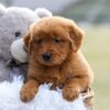 Image of Evvie, a Golden Retriever puppy