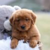 Image of Evvie, a Golden Retriever puppy