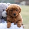 Image of Evvie, a Golden Retriever puppy