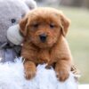 Image of Evvie, a Golden Retriever puppy