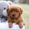 Image of Evvie, a Golden Retriever puppy