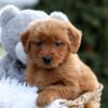 Image of Evvie, a Golden Retriever puppy