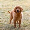 Image of Grayson, a Golden Retriever puppy