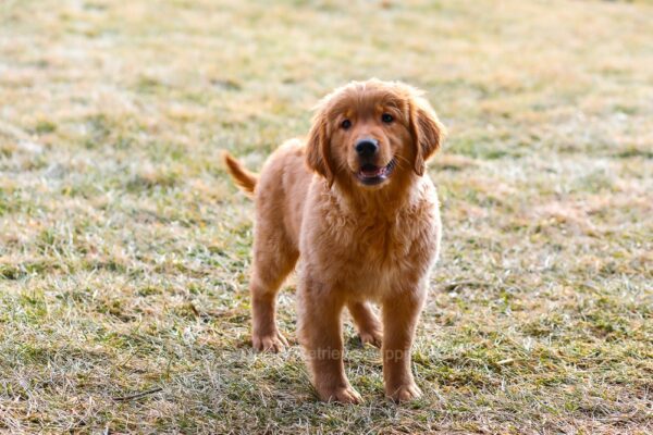 Image of Grayson, a Golden Retriever puppy