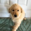 Image of Brooks, a Golden Retriever puppy