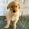 Image of Brooks, a Golden Retriever puppy