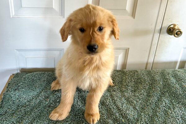 Image of Brooks, a Golden Retriever puppy