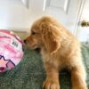 Image of Brooks, a Golden Retriever puppy