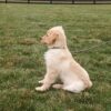 Image of Kayla, a Golden Retriever puppy