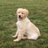 Image of Kayla, a Golden Retriever puppy