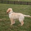 Image of Kayla, a Golden Retriever puppy