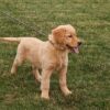 Image of Karla, a Golden Retriever puppy