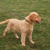 Image of Karla, a Golden Retriever puppy