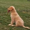Image of Karla, a Golden Retriever puppy