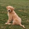 Image of Karla, a Golden Retriever puppy
