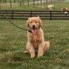 Image of Karla, a Golden Retriever puppy
