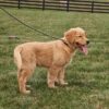 Image of Karla, a Golden Retriever puppy