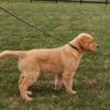 Image of Karla, a Golden Retriever puppy