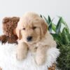 Image of Kane, a Golden Retriever puppy