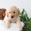 Image of Kane, a Golden Retriever puppy