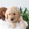 Image of Kane, a Golden Retriever puppy