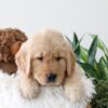 Image of Kane, a Golden Retriever puppy