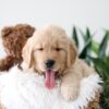 Image of Kane, a Golden Retriever puppy