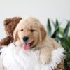 Image of Kane, a Golden Retriever puppy