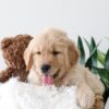 Image of Kane, a Golden Retriever puppy