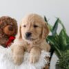 Image of Kobe, a Golden Retriever puppy