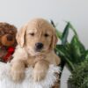Image of Kobe, a Golden Retriever puppy