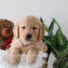 Image of Kobe, a Golden Retriever puppy