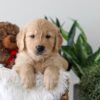 Image of Kobe, a Golden Retriever puppy