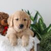 Image of Kobe, a Golden Retriever puppy