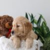 Image of Kobe, a Golden Retriever puppy