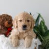 Image of Kobe, a Golden Retriever puppy