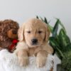 Image of Kobe, a Golden Retriever puppy