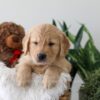 Image of Kobe, a Golden Retriever puppy