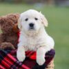 Image of Maggy, a Golden Retriever puppy