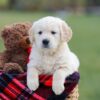 Image of Maggy, a Golden Retriever puppy