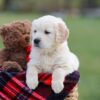 Image of Maggy, a Golden Retriever puppy