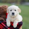 Image of Maggy, a Golden Retriever puppy