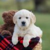 Image of Maggy, a Golden Retriever puppy